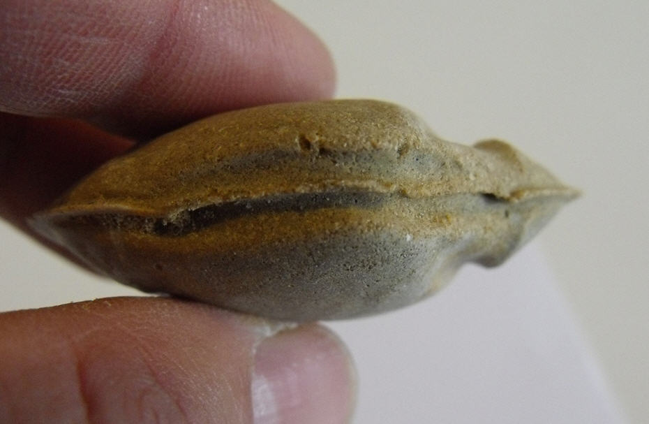 Calco bivalve da determinare